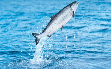 A salmon jumping out of the water