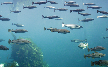 a number of fish swimming in a fish farm