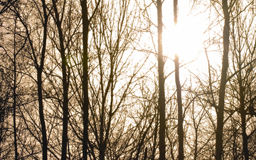 Bright sun behind leafless trees
