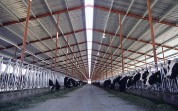 Inside view of a stable with black and white cows