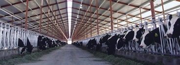 Inside view of a stable with black and white cows.